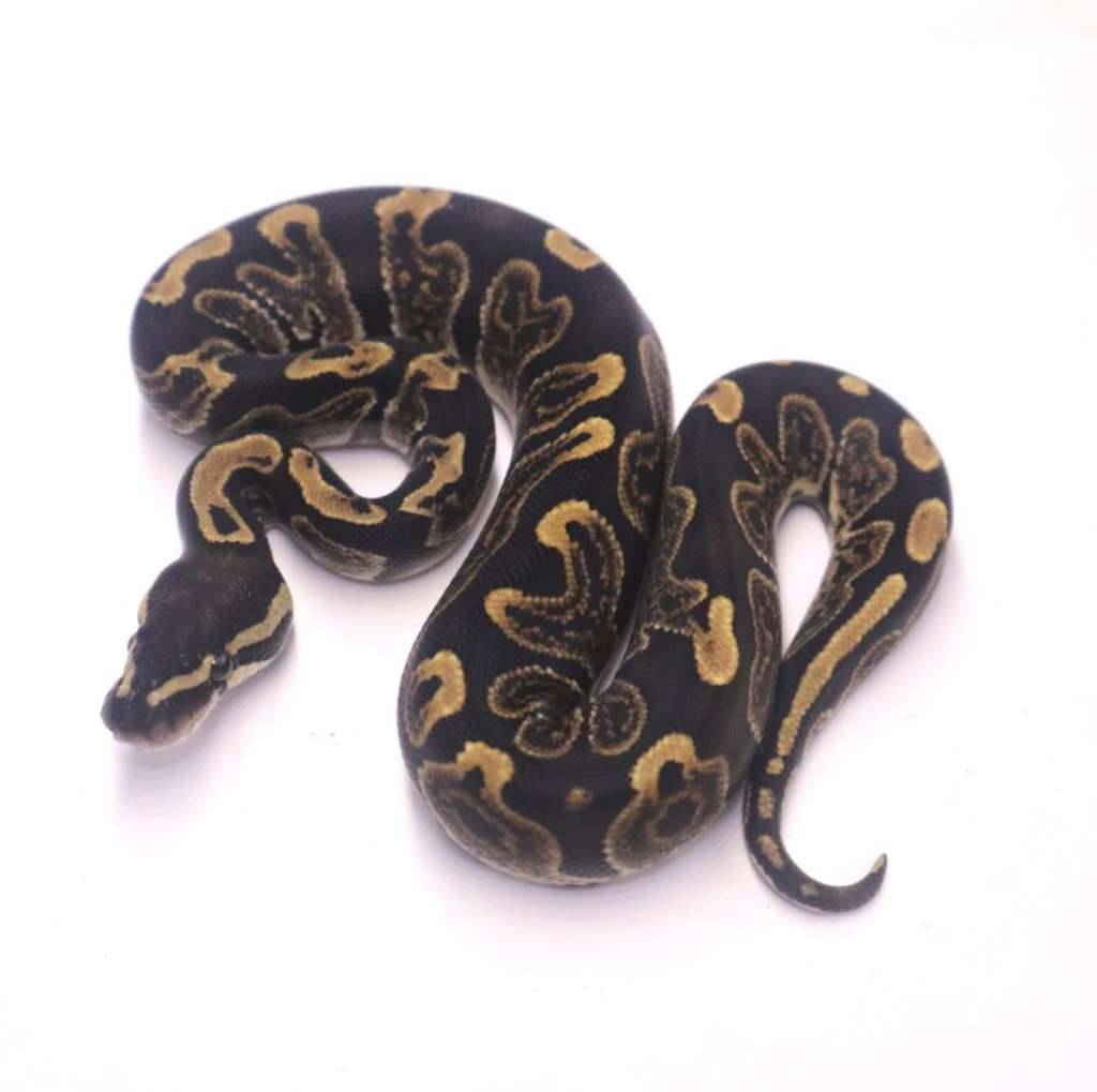 ghi-het-axanthic-pied-YFN1HX7X2T