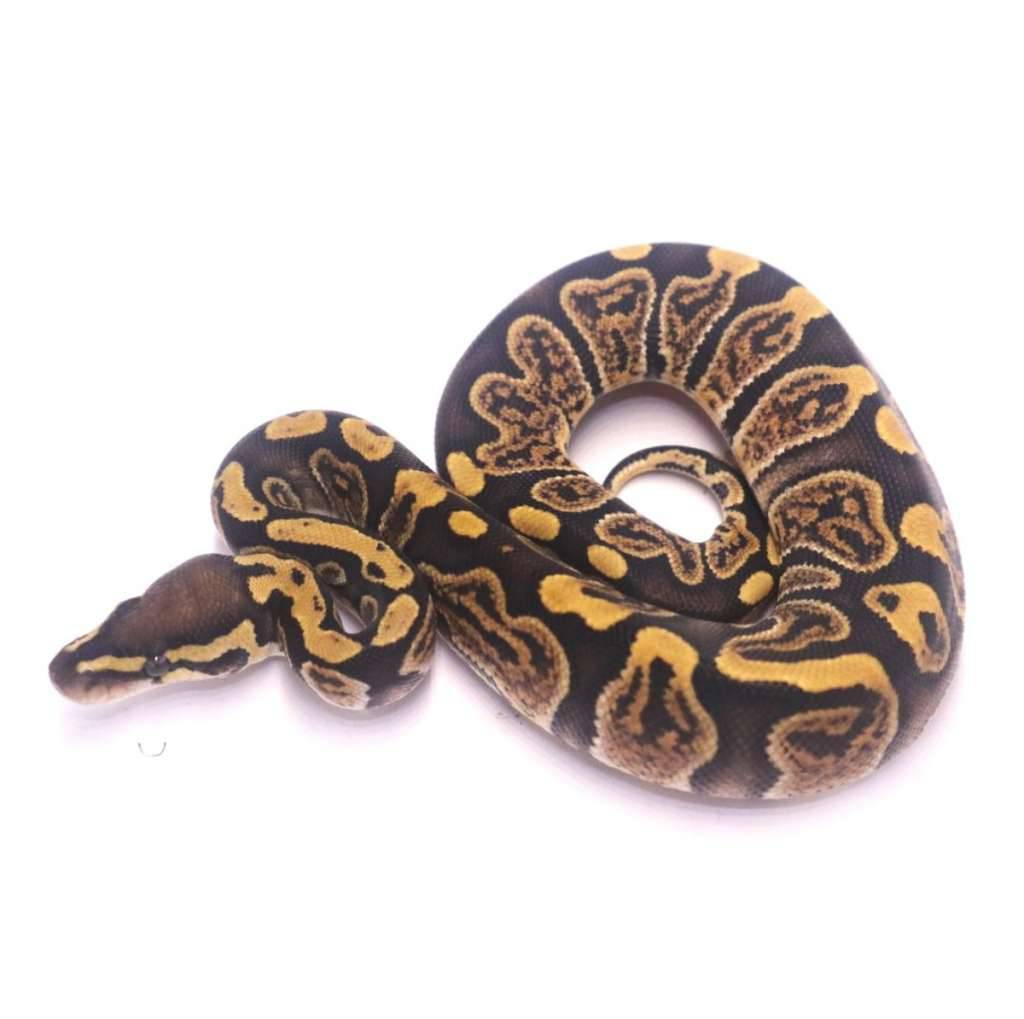 ghi-het-axanthic-pied-CPGVLZSM15