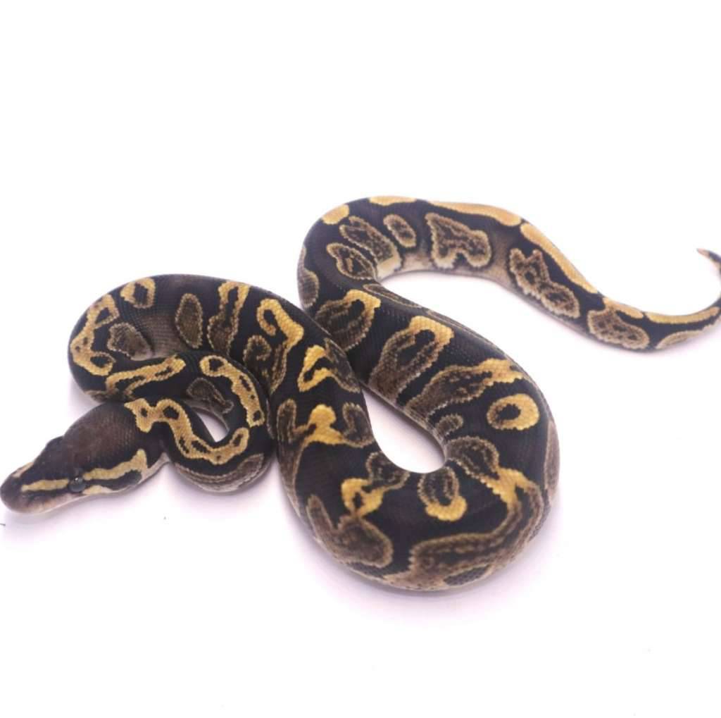 ghi-het-axanthic-pied-FPVJQY51RI