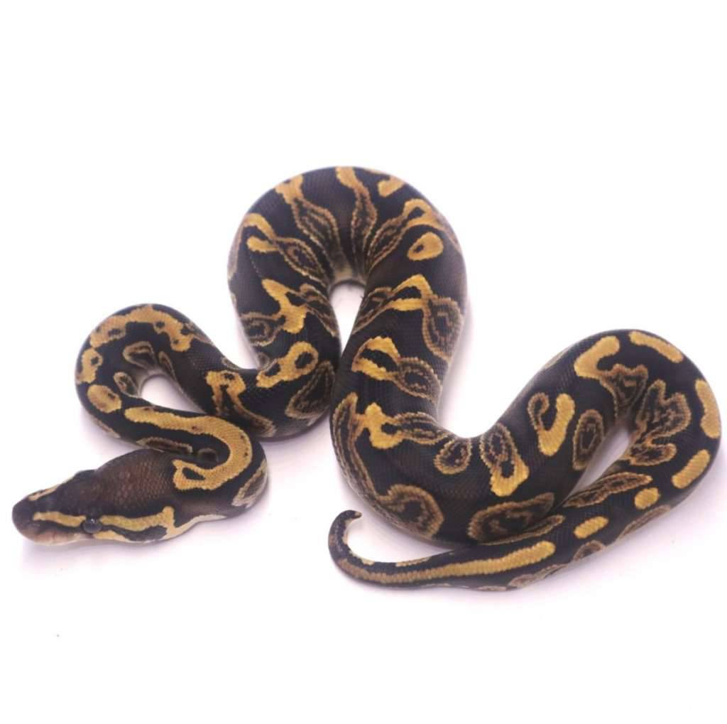 ghi-het-axanthic-pied-M0GRCT54W1