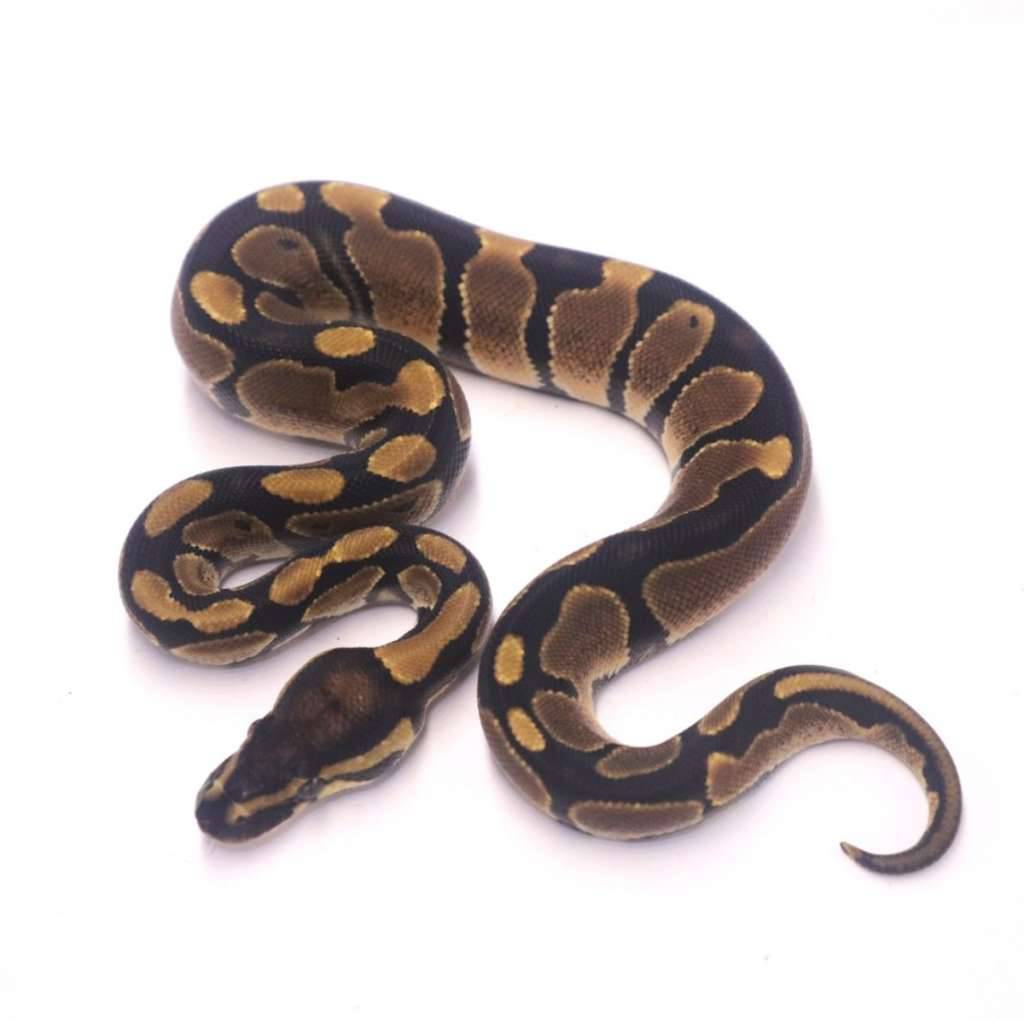 het-axanthic-pied-OYOIQGR4WC