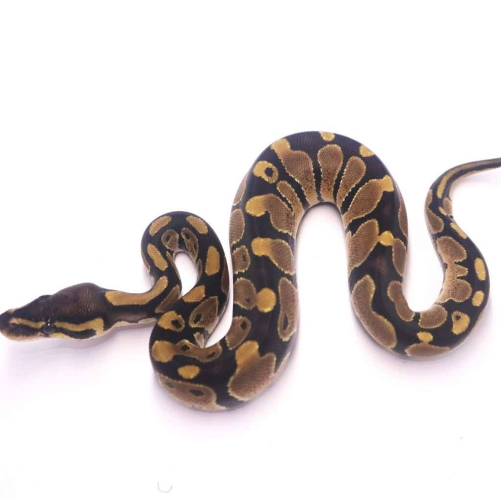 het-axanthic-pied-8GZ1NZTNJ6