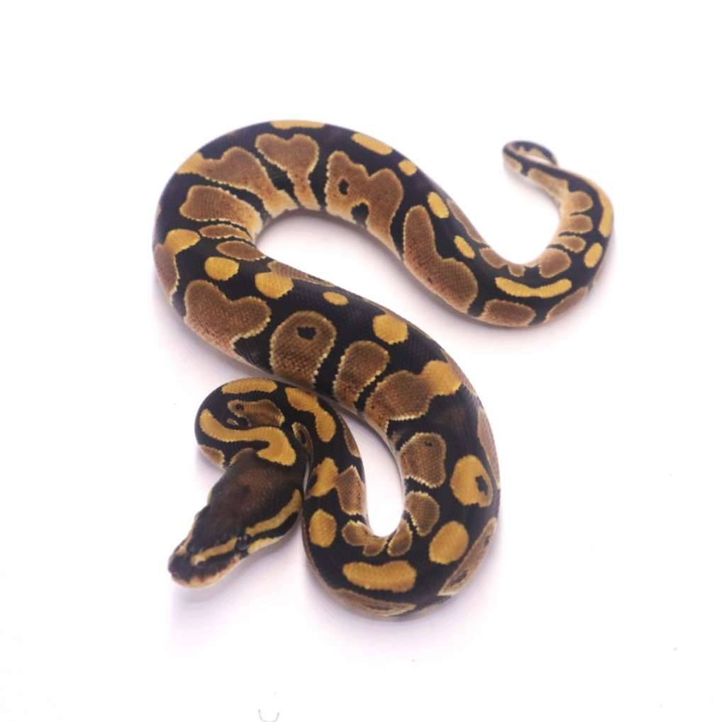 het-axanthic-pied-RZAHRGNQZ0