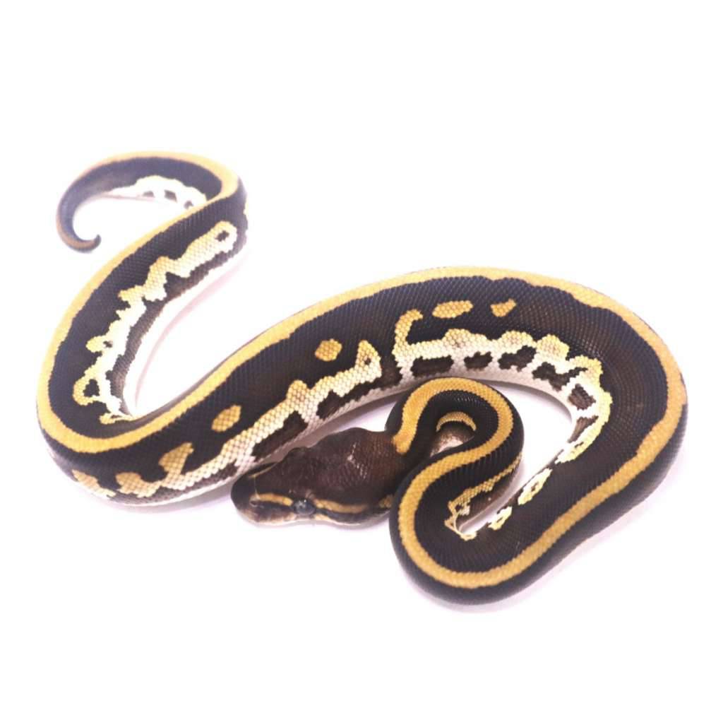 black-pastel-mojave-yellow-belly-leopard-mahogany-het-ultramel-69N1JZ8CGI