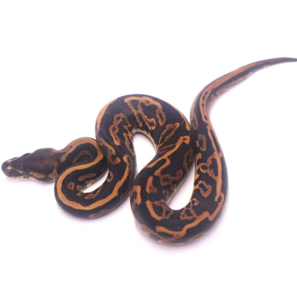 black-pastel-leopard-yellow-belly-het-ultramel-poss-het-pied-6UUG9RVBQ0