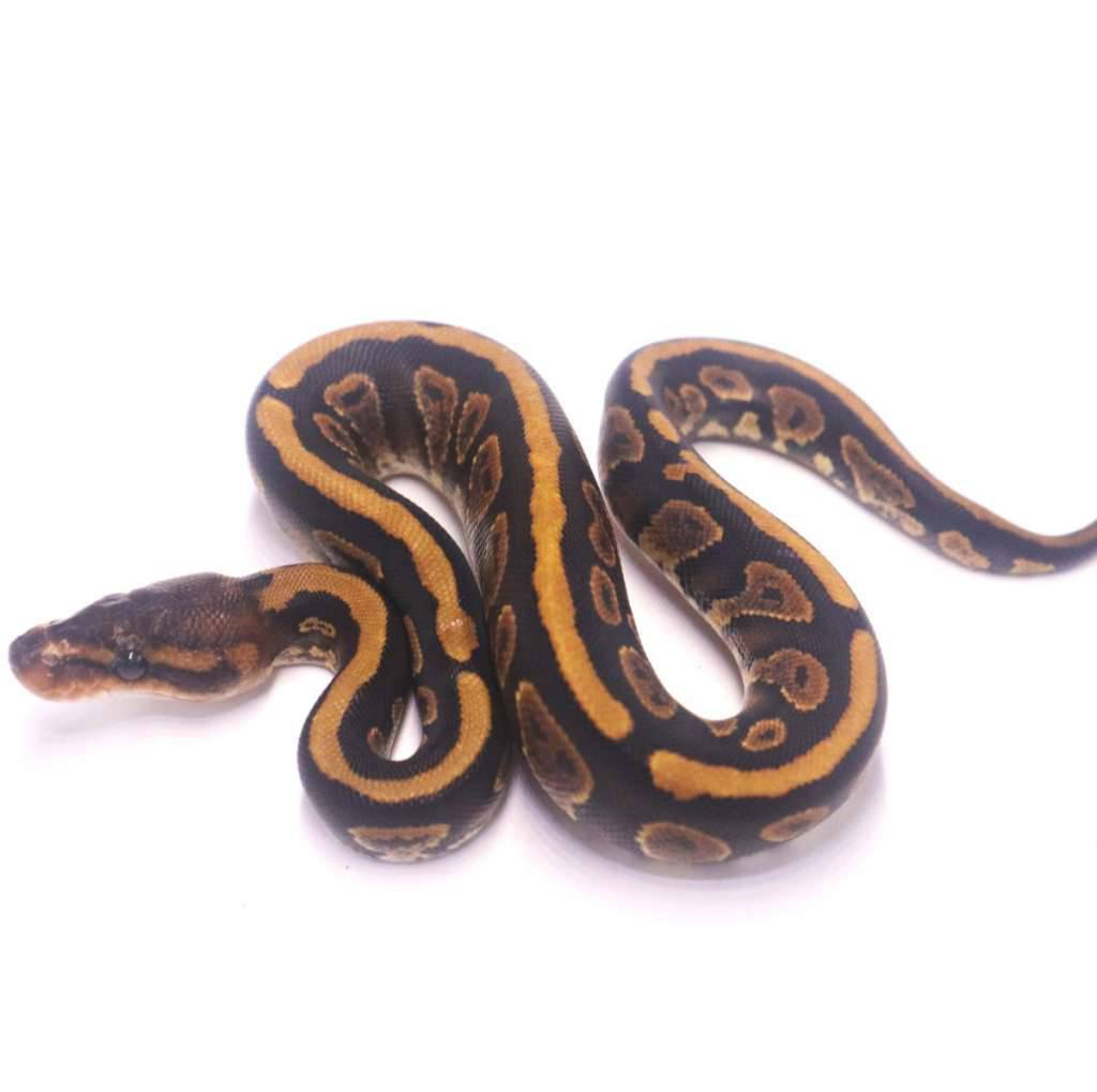 mahogany-yellow-belly-het-ultramel-poss-het-pied-DNXVJ8DG99