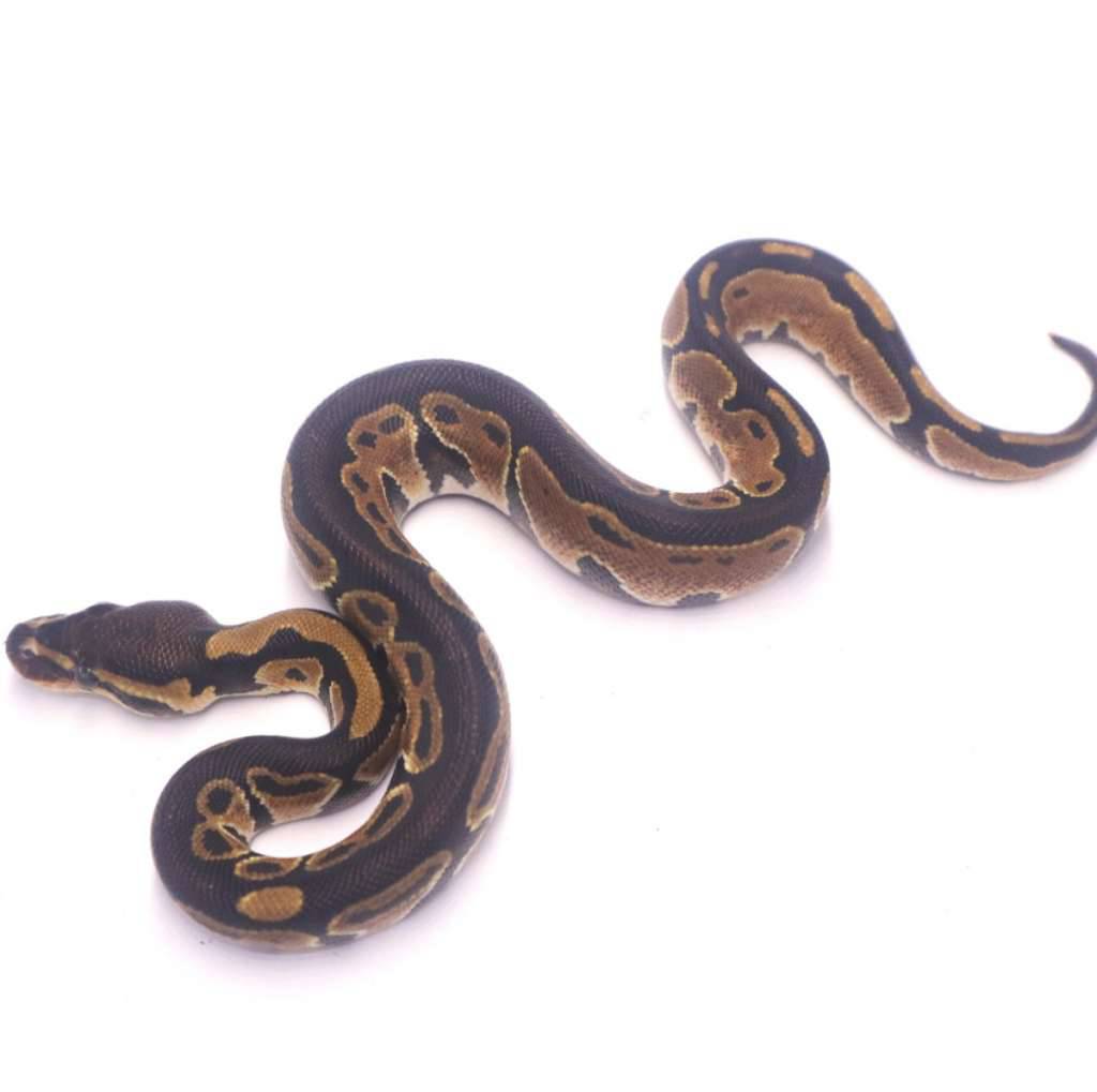 het-ultramel-poss-het-pied-7XHZ0SHH08