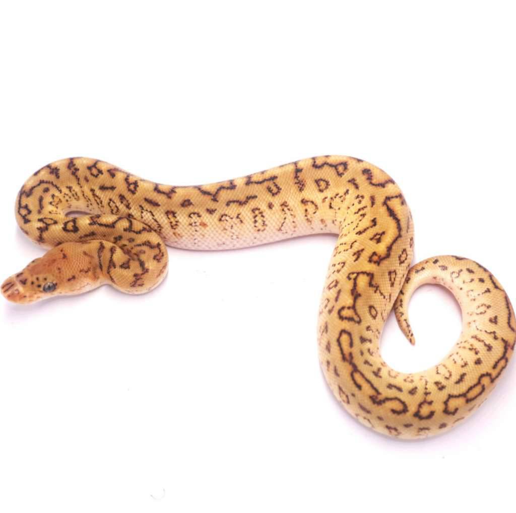 special-spotnose-pinstripe-clown-het-lavender-623CS50MY3