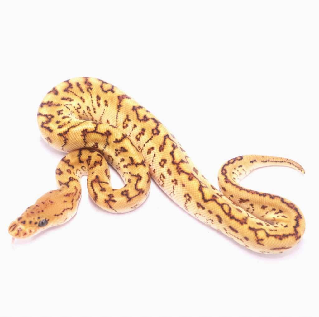 special-spotnose-pinstripe-clown-het-lavender-FJPBT398MI