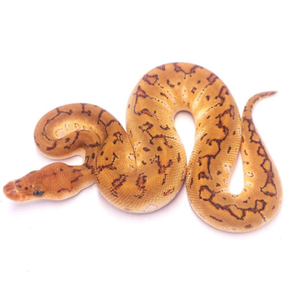 special-pinstripe-clown-het-lavender-843FIMCKV4