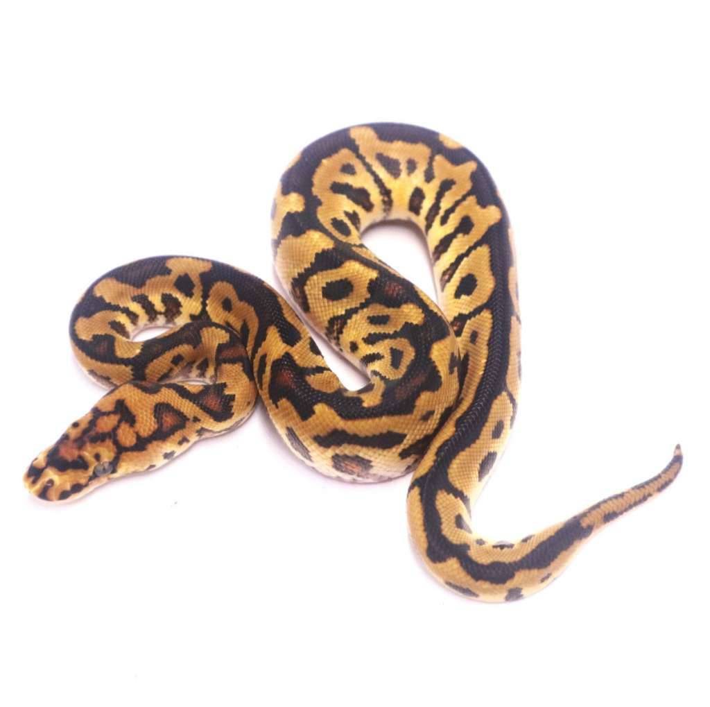 spotnose-clown-het-lavender-5DSKDPJTML