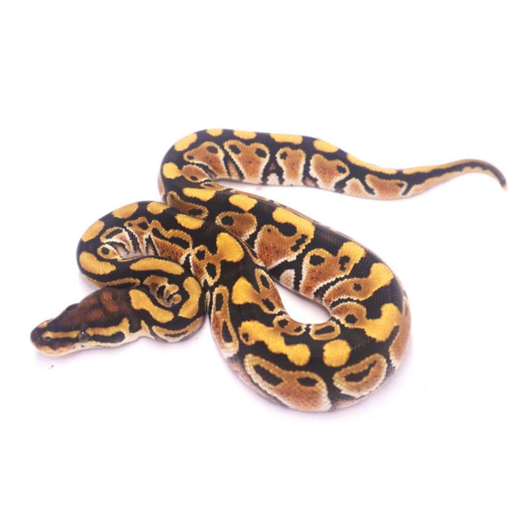 special-het-lavender-clown-JZUID4B9ZR