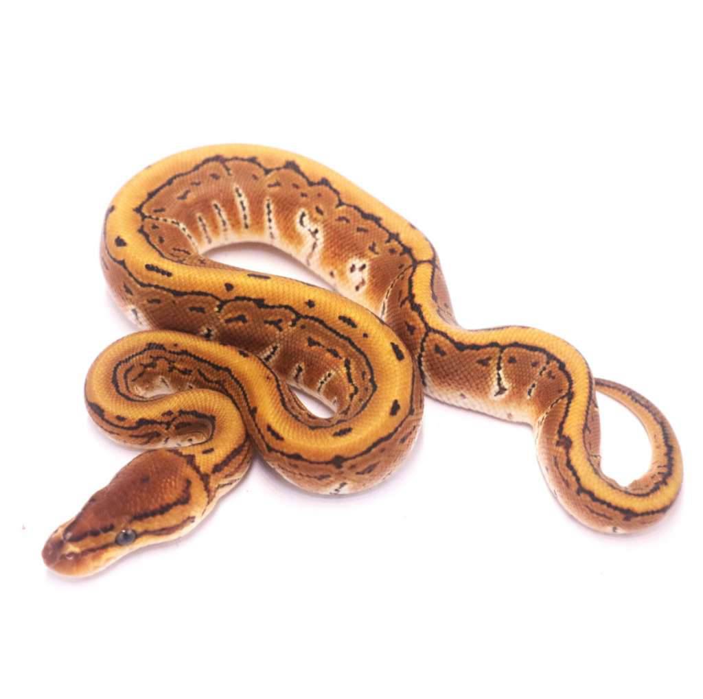 pinstripe-het-lavender-clown-MLDAI1NC8P