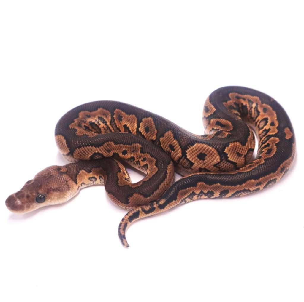 cinnamon-yellow-belly-clown-28KB2R62M0