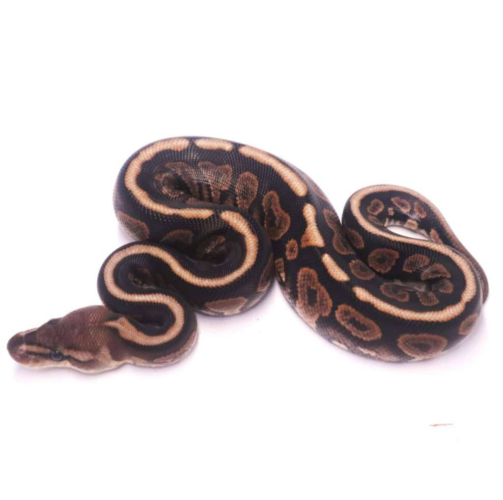 stranger-cinnamon-het-clown-APG1W1LJ94