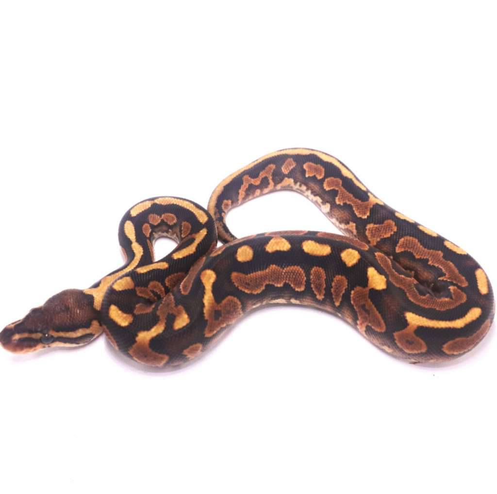stranger-cinnamon-enchi-yellow-belly-het-clown-JYYUMICSBS