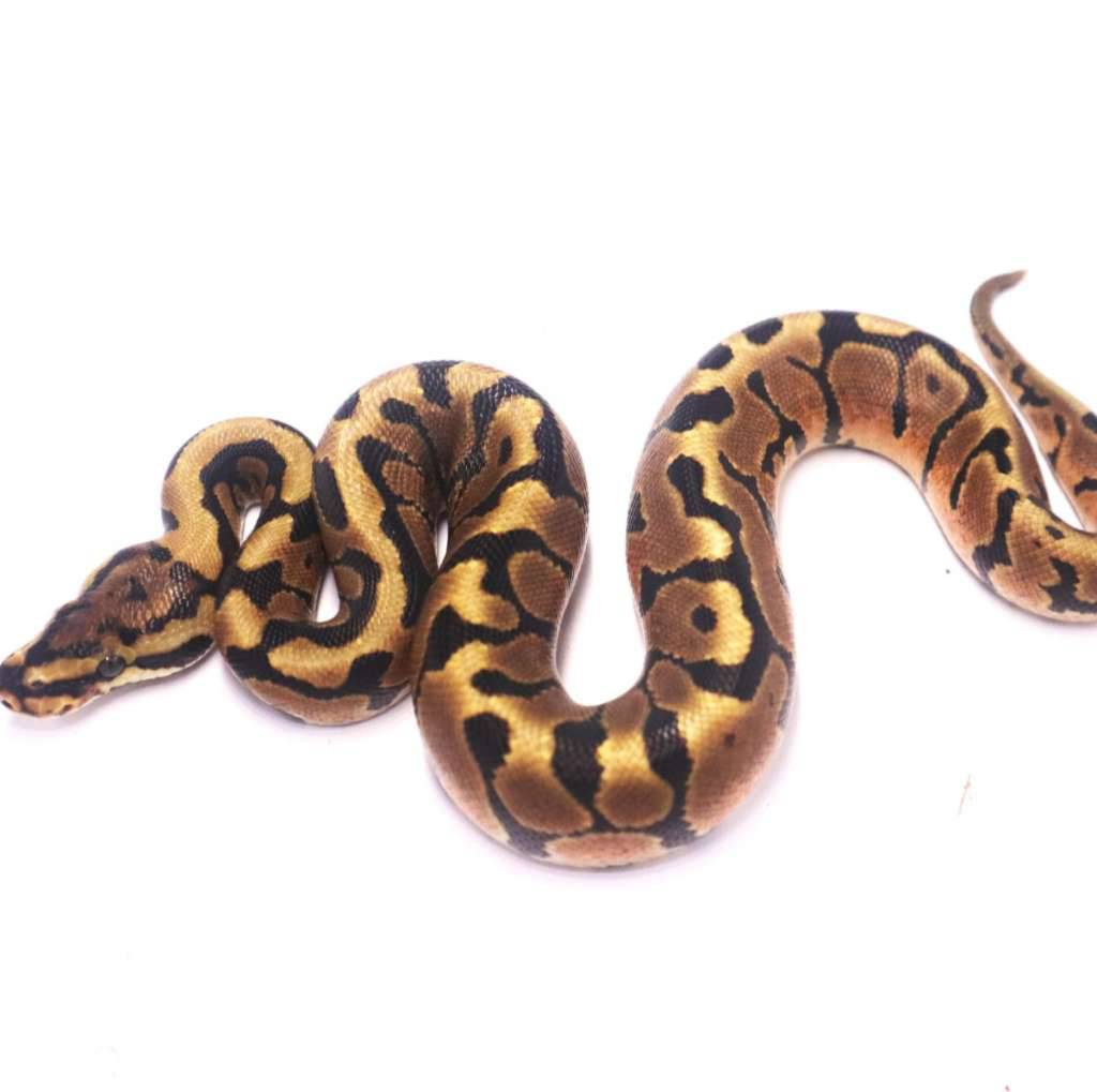 spotnose-enchi-het-clown-U0A2LCTXK2