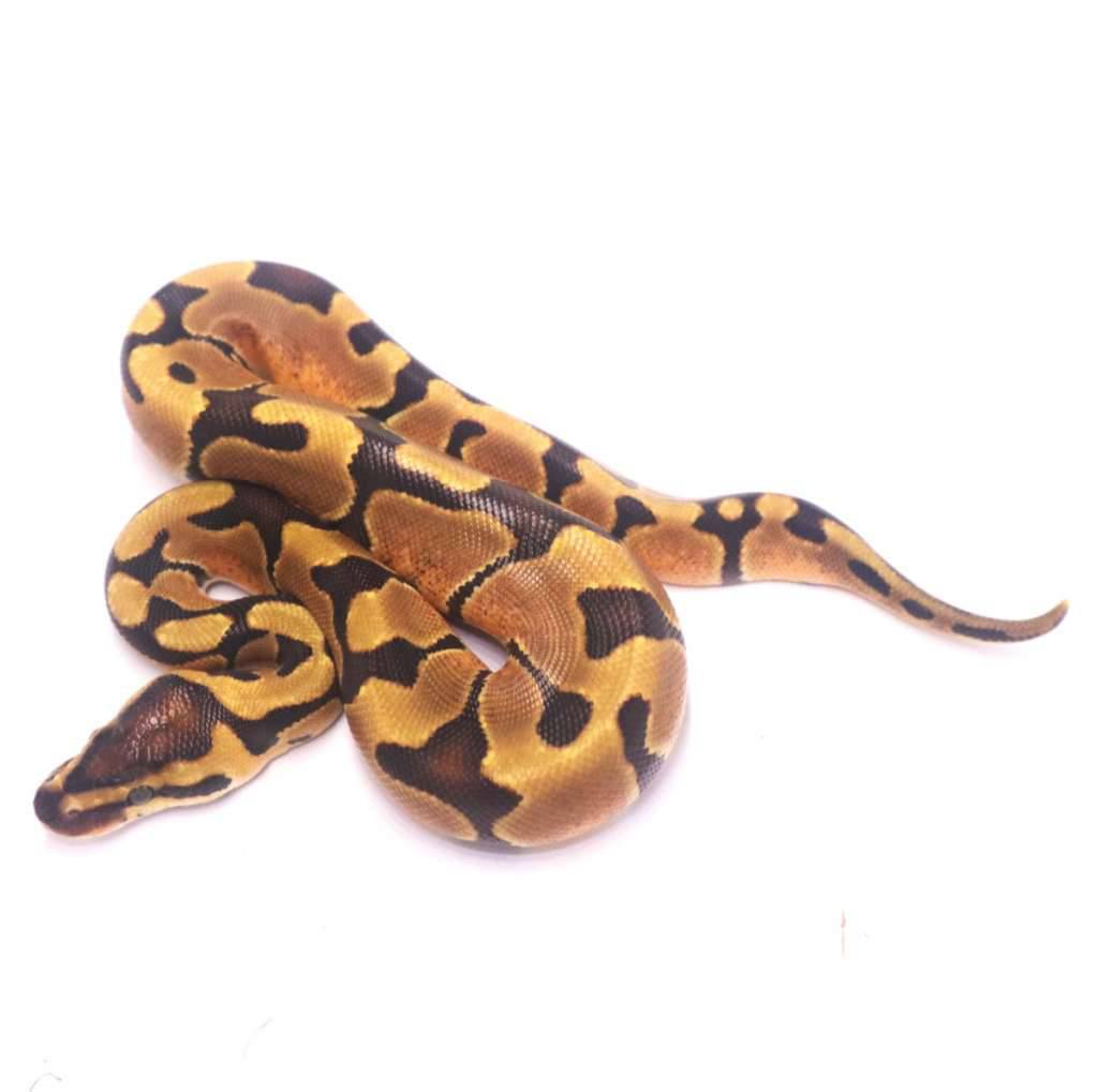 enchi-het-clown-OAQG453IDU