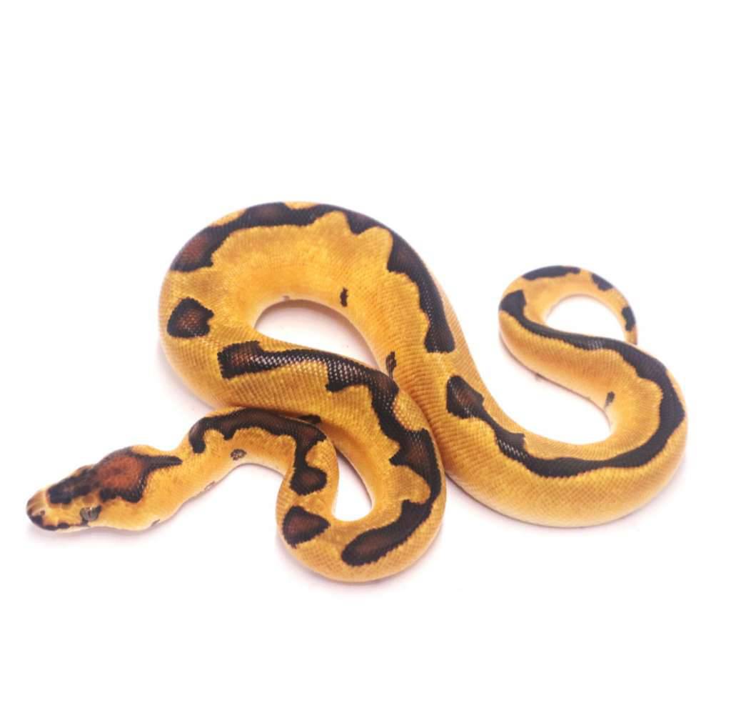 enchi-yellow-belly-clown-het-desert-ghost-WMBG61JFX6