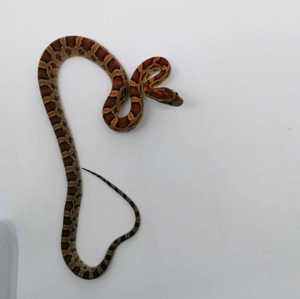 cornsnake-normal-het-anery-sunkissed-66-het-hypo-i-JUS74AU5X3