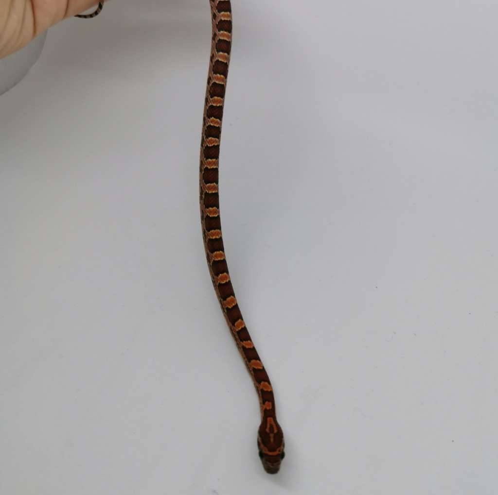 cornsnake-normal-het-anery-sunkissed-66-het-hypo-iii-N7I1I6QOC1