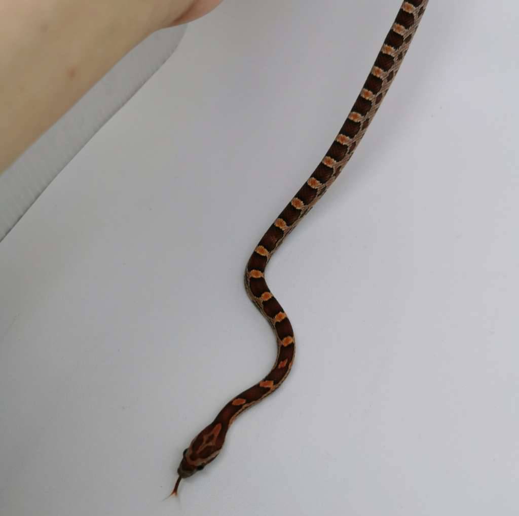 cornsnake-normal-het-anery-sunkissed-66-het-hypo-iv-M2GQWT1D00