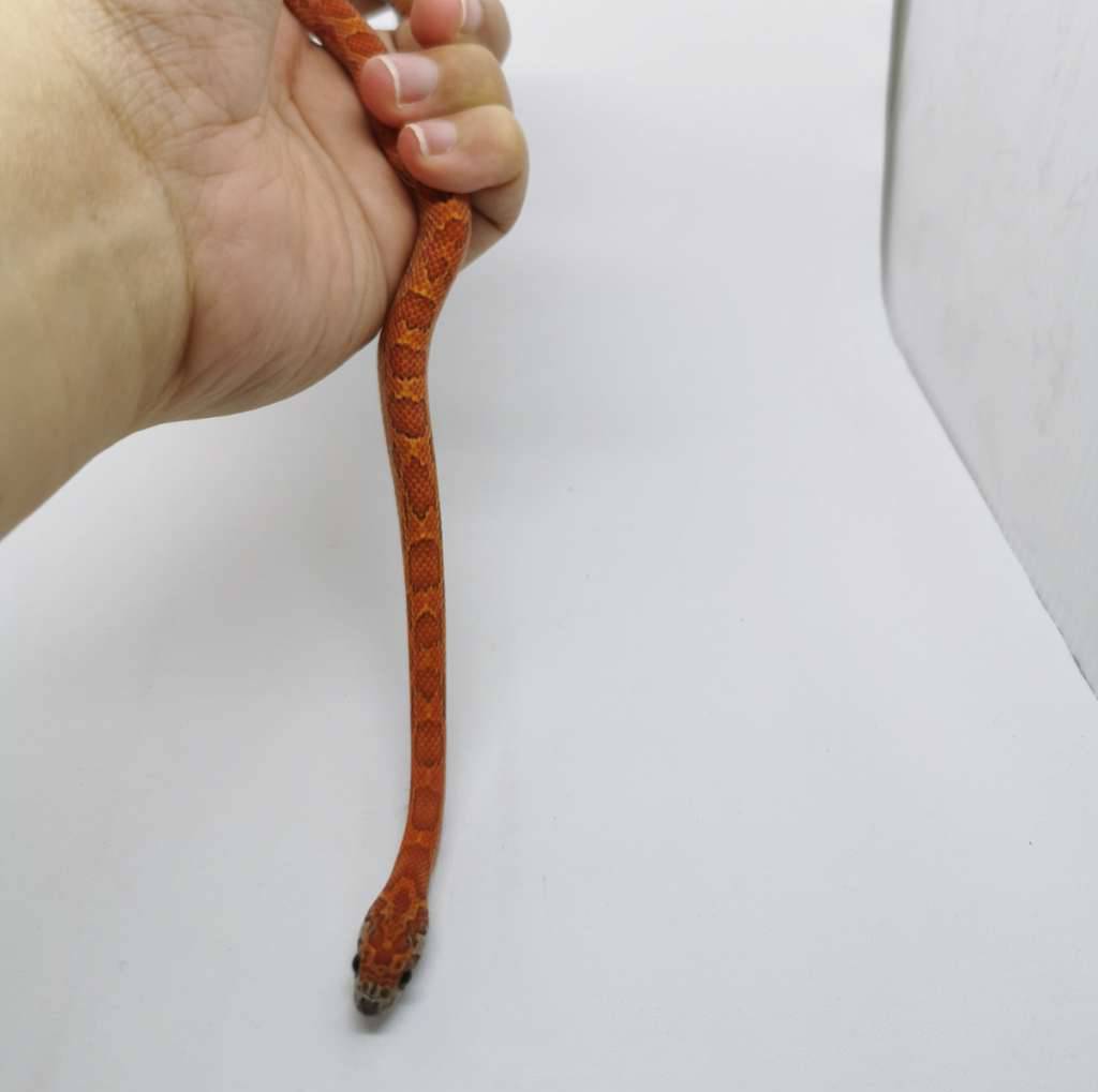 cornsnake-hypo-sunkissed-het-anery-LVRG4RKVYR