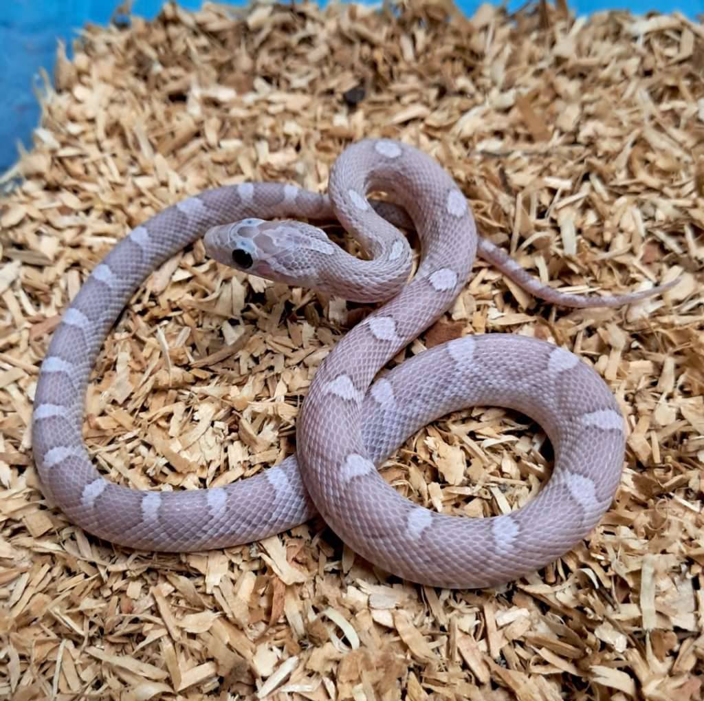 hypo-lavender-L4DEUW6CMT