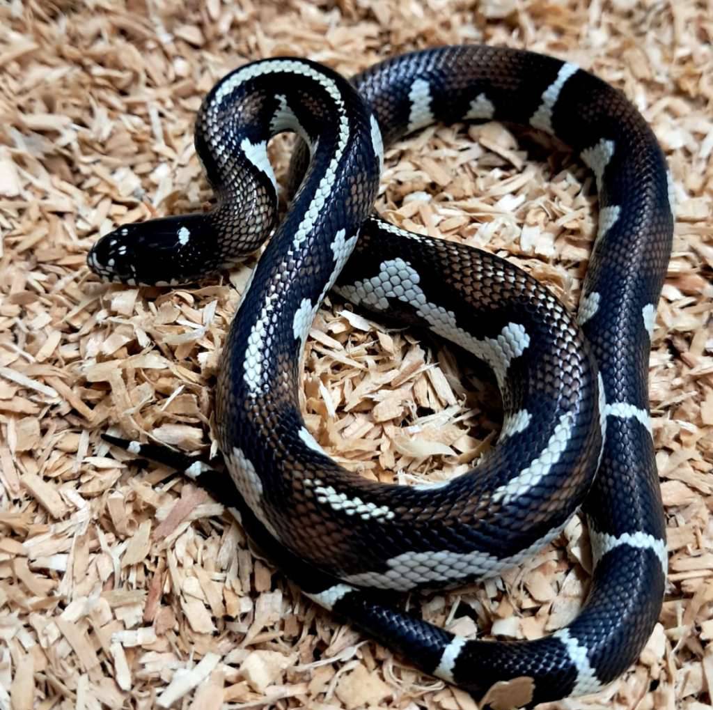 newport-nelcal-AFG0FZART1