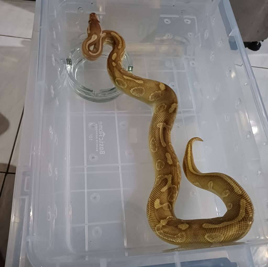 male-ballpython-AP2VVVSCS3