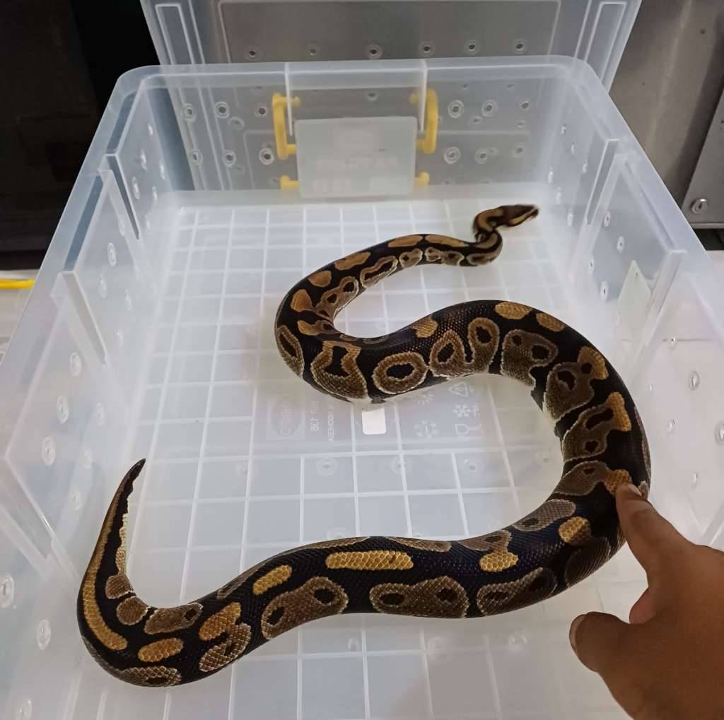ball-python-0OLXQR74X0