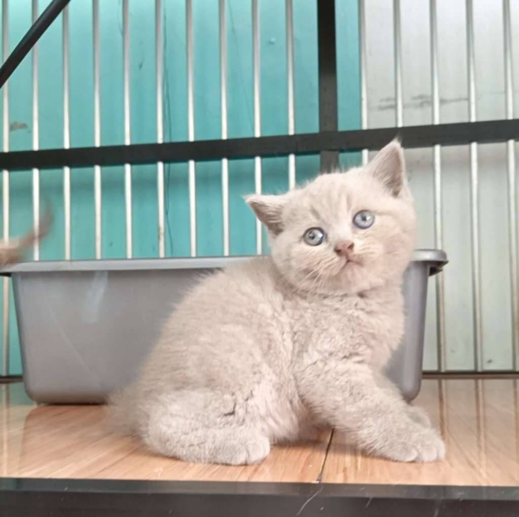 british-shorthair-lilac-bsh-QA38M9PJID