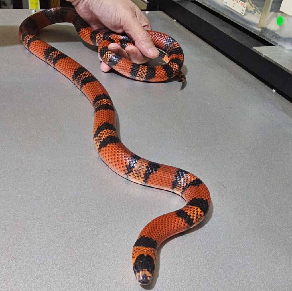 rtb-ms-tangerine-honduran-het-albino-66-het-hypo-L4YYUA9EJI