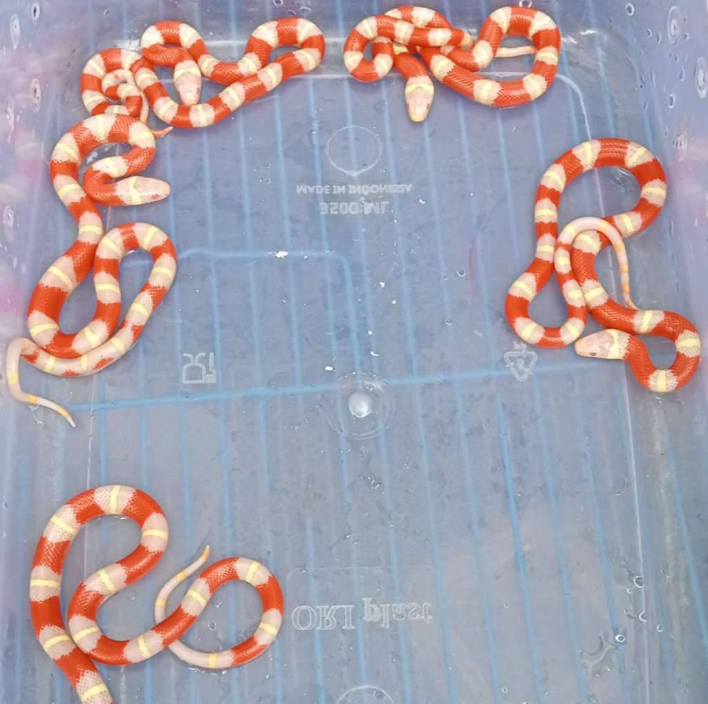 milksnake-albino-nelsoni-YLIX4GR3CC