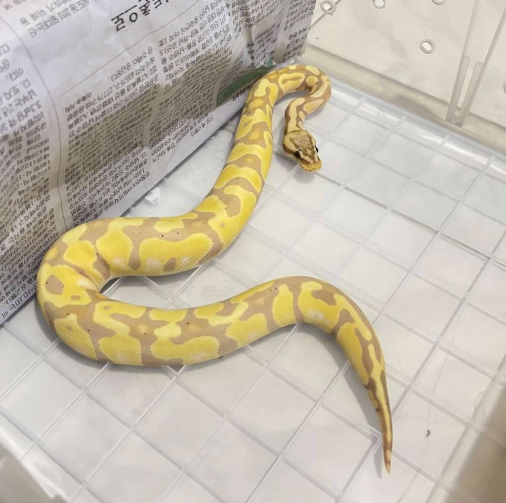 banana-enchi-pastel-poss-het-pied-NMYKUC9G6G