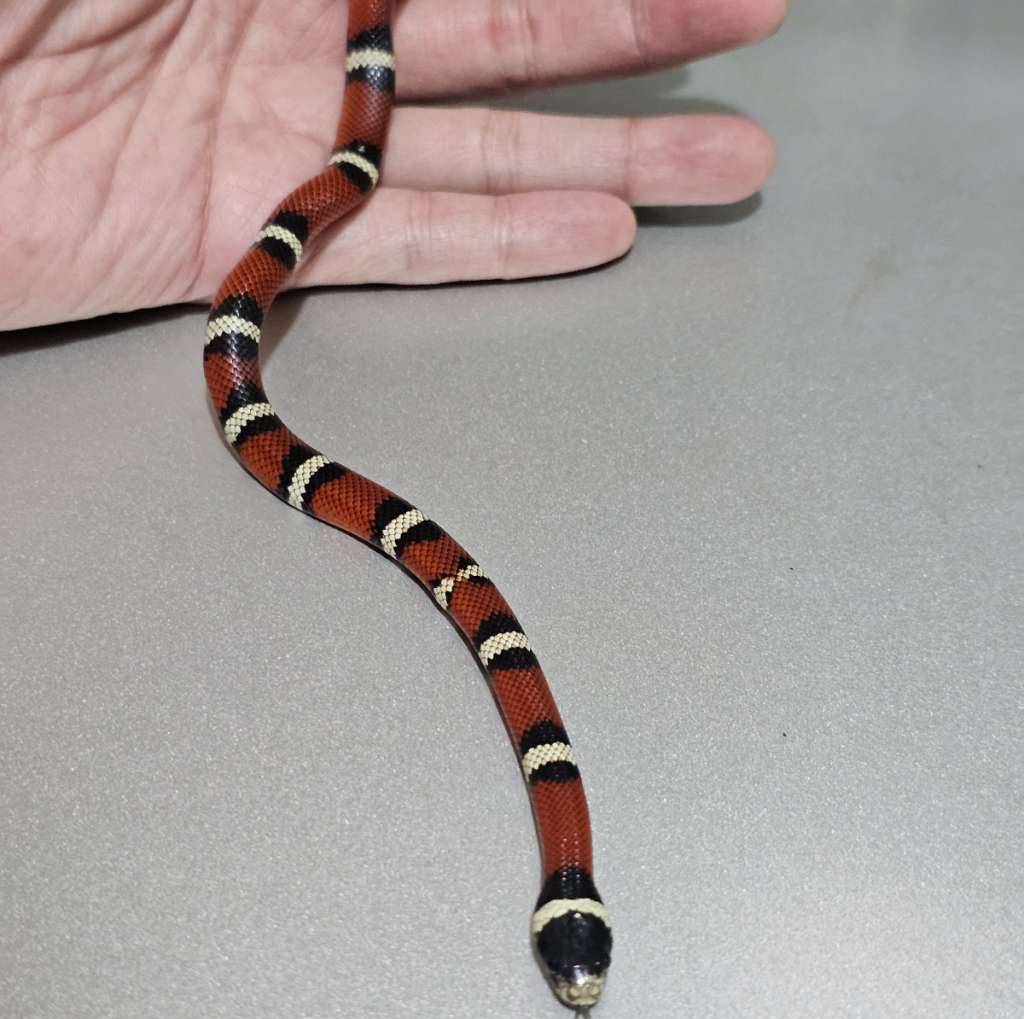 ms-nelsoni-het-albino-VALPVC0PDB