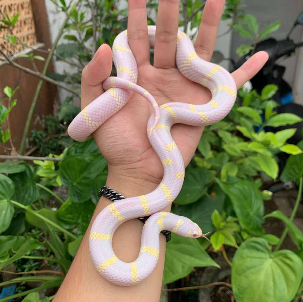 f-kingsnake-california-albino-M3RE2B7DD8