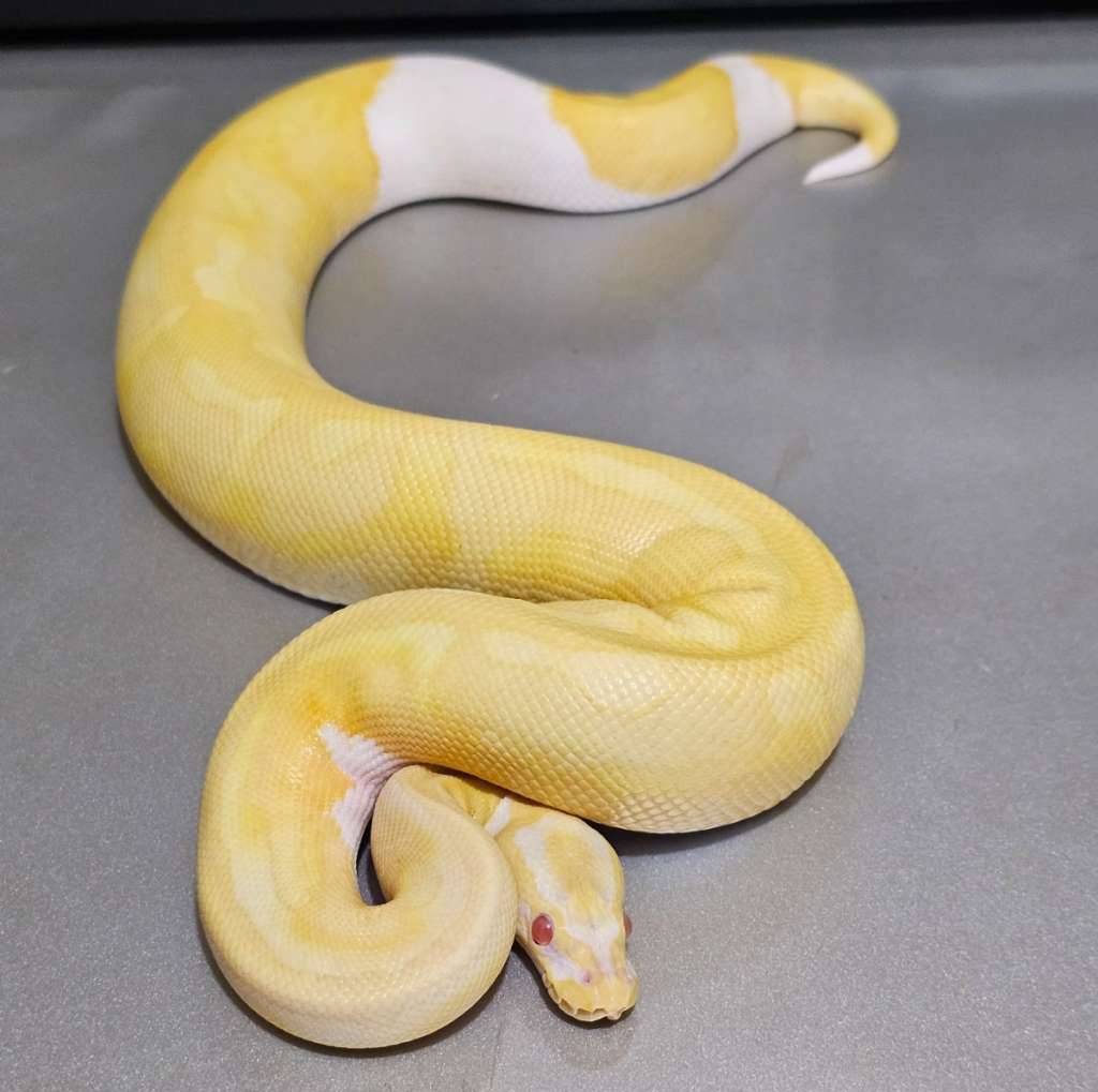 albino-pied-I6S4JPIGGF
