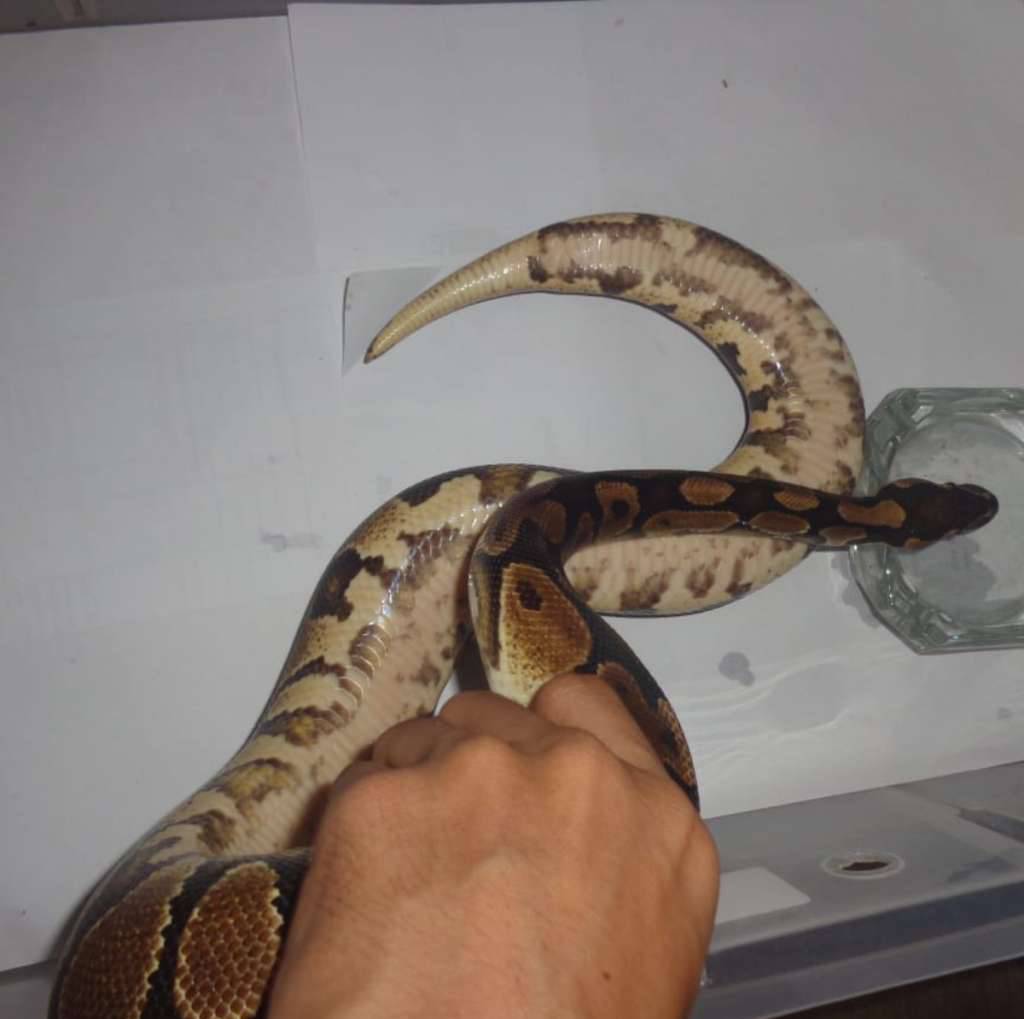 yellow-bellyasphalt-2QHK4P9S15