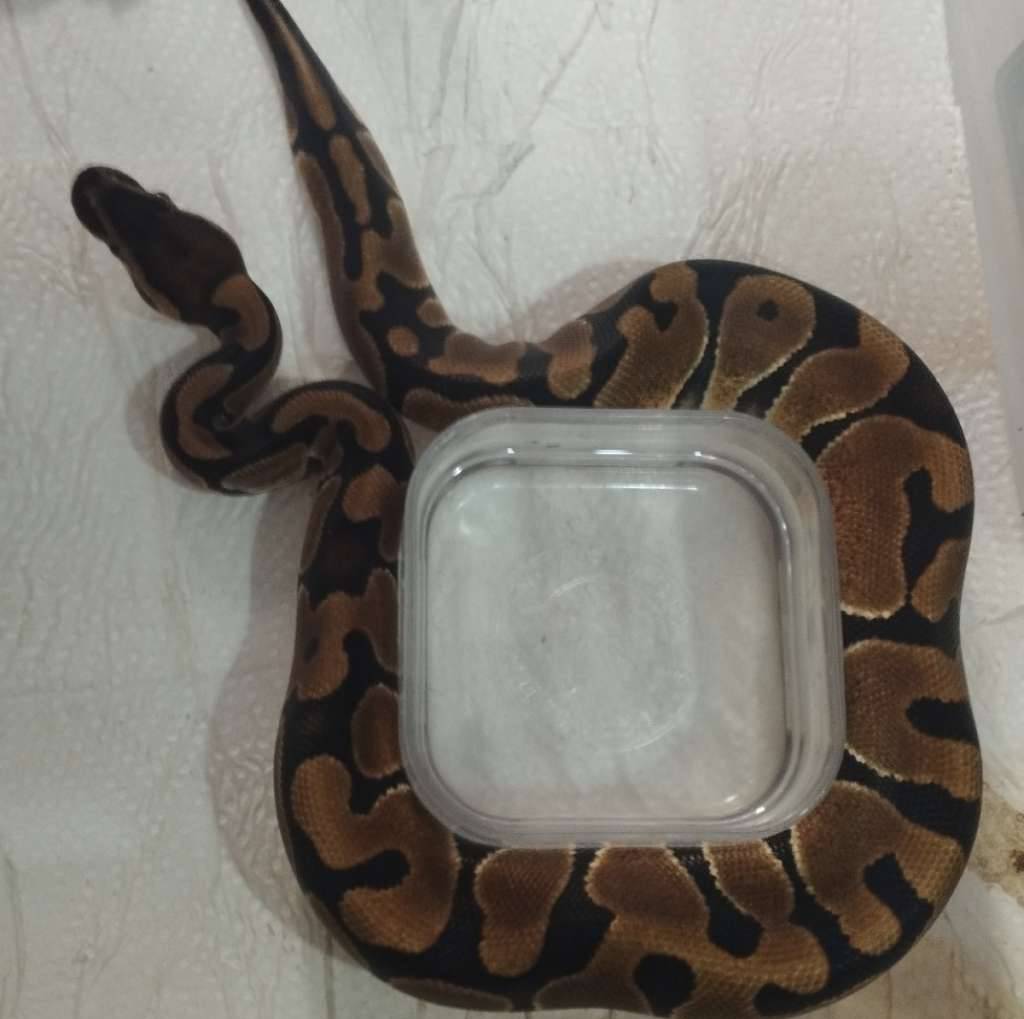 enchi-het-clown-female-RNMJBTGAXC
