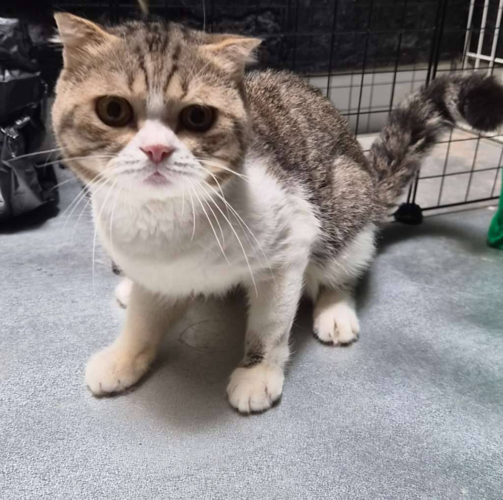 jual-kucing-bsh-scottish-fold-QKYVRHBAIQ