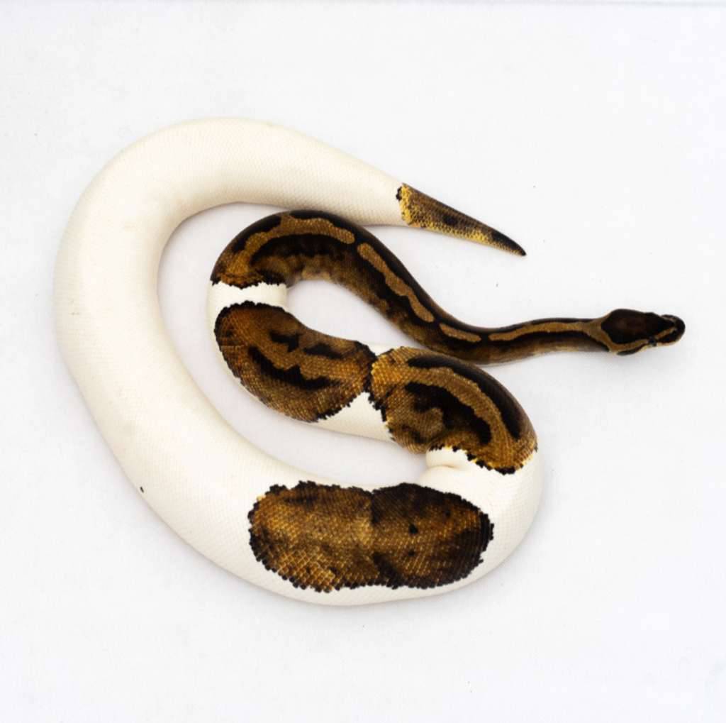 piebald--pied-4MJ1PNK08R