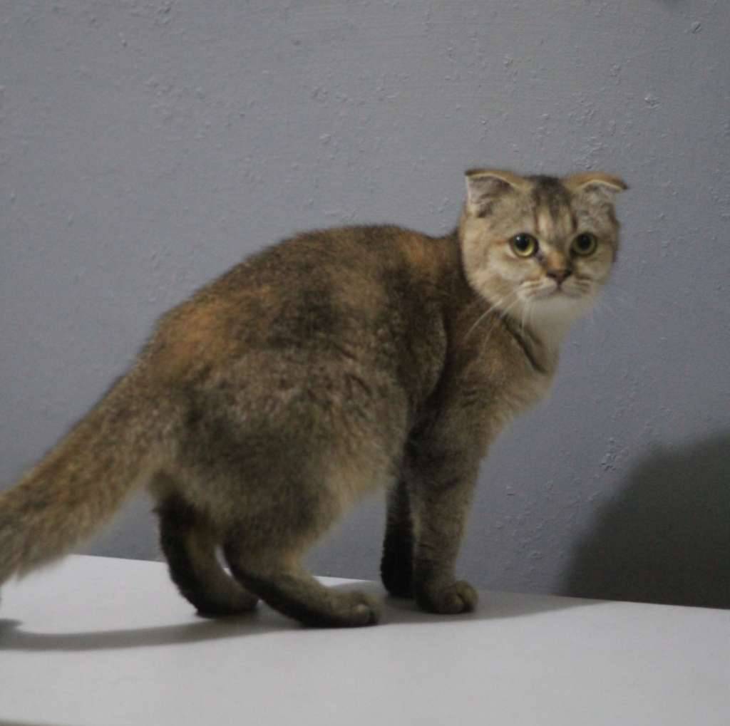 british-short-hair-and-scottish-fold-YD0O02DTWD