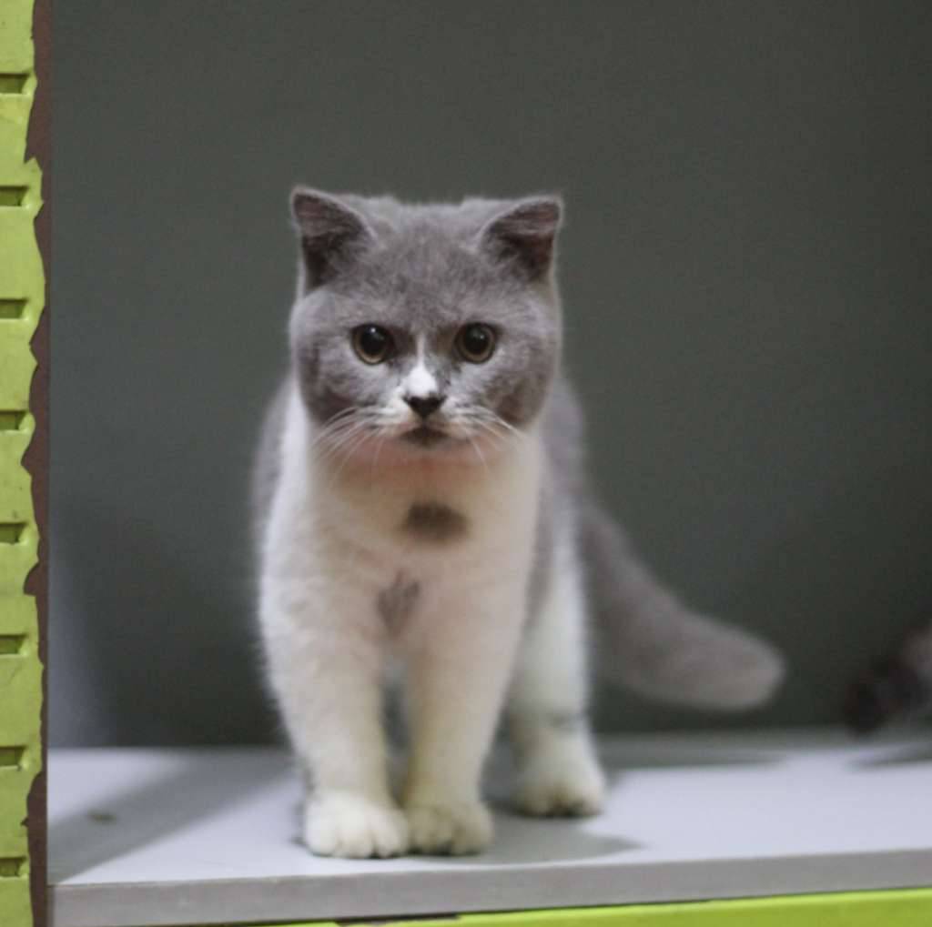 british-short-hair-and-scottish-fold-8BNEVJ9FBI