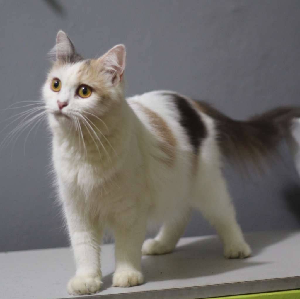 brittish-short-hair-and-scottish-fold-92C1Y2JW18