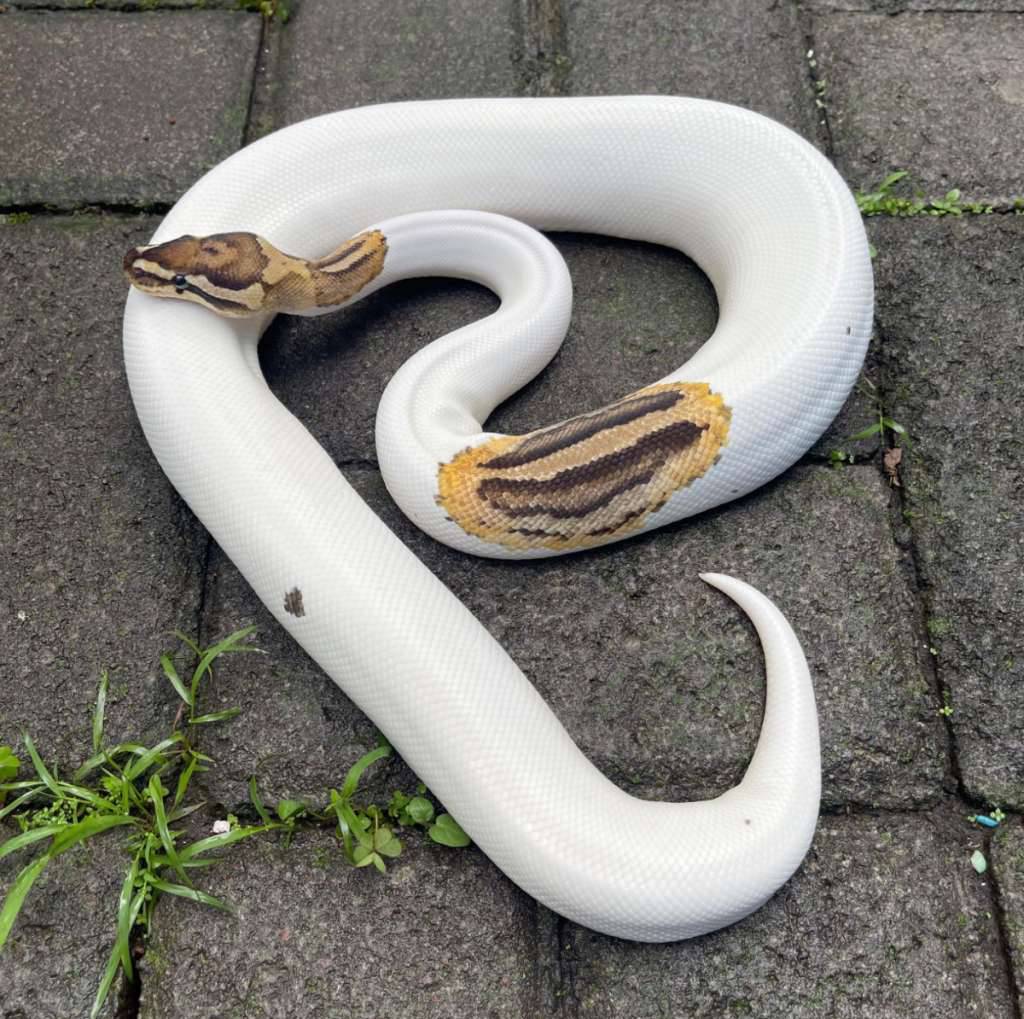 f-fire-poss-bongo-pied-22CS6K5TWR