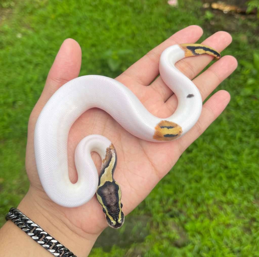 pastel-pied-hi-white-W4Q3KLJRG1