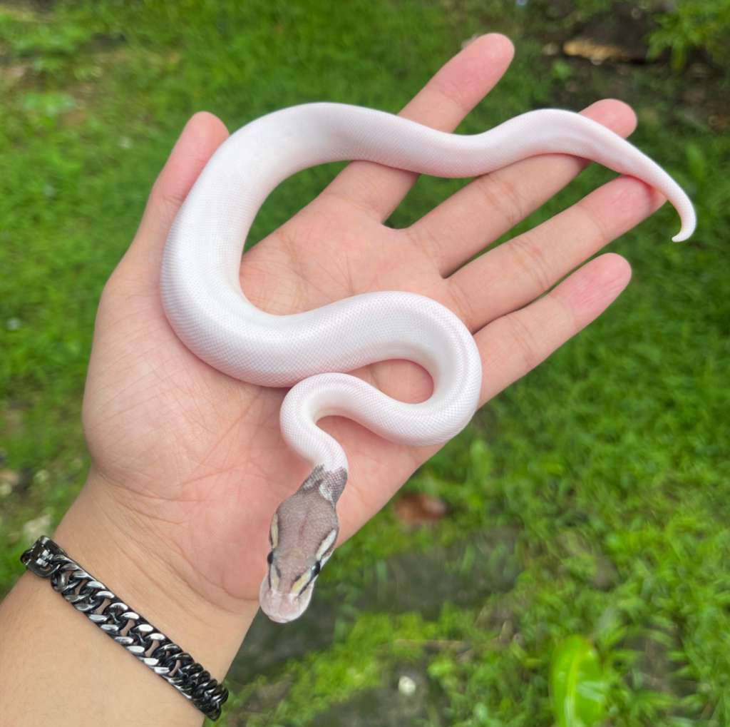 blackpewter-pied-poss-mojave-hi-white-R4H19DFMFR