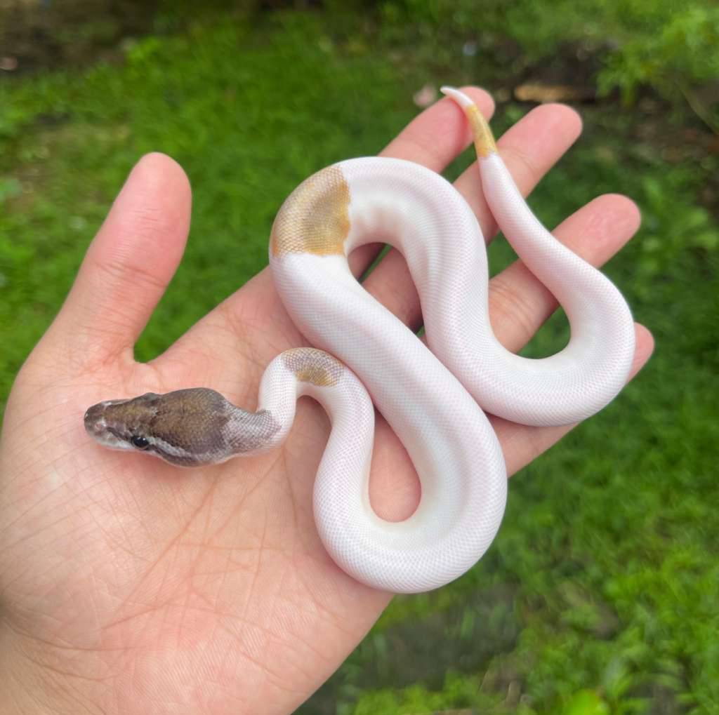 f-blackpewter-mojave-pied-S10XMO0ZNO