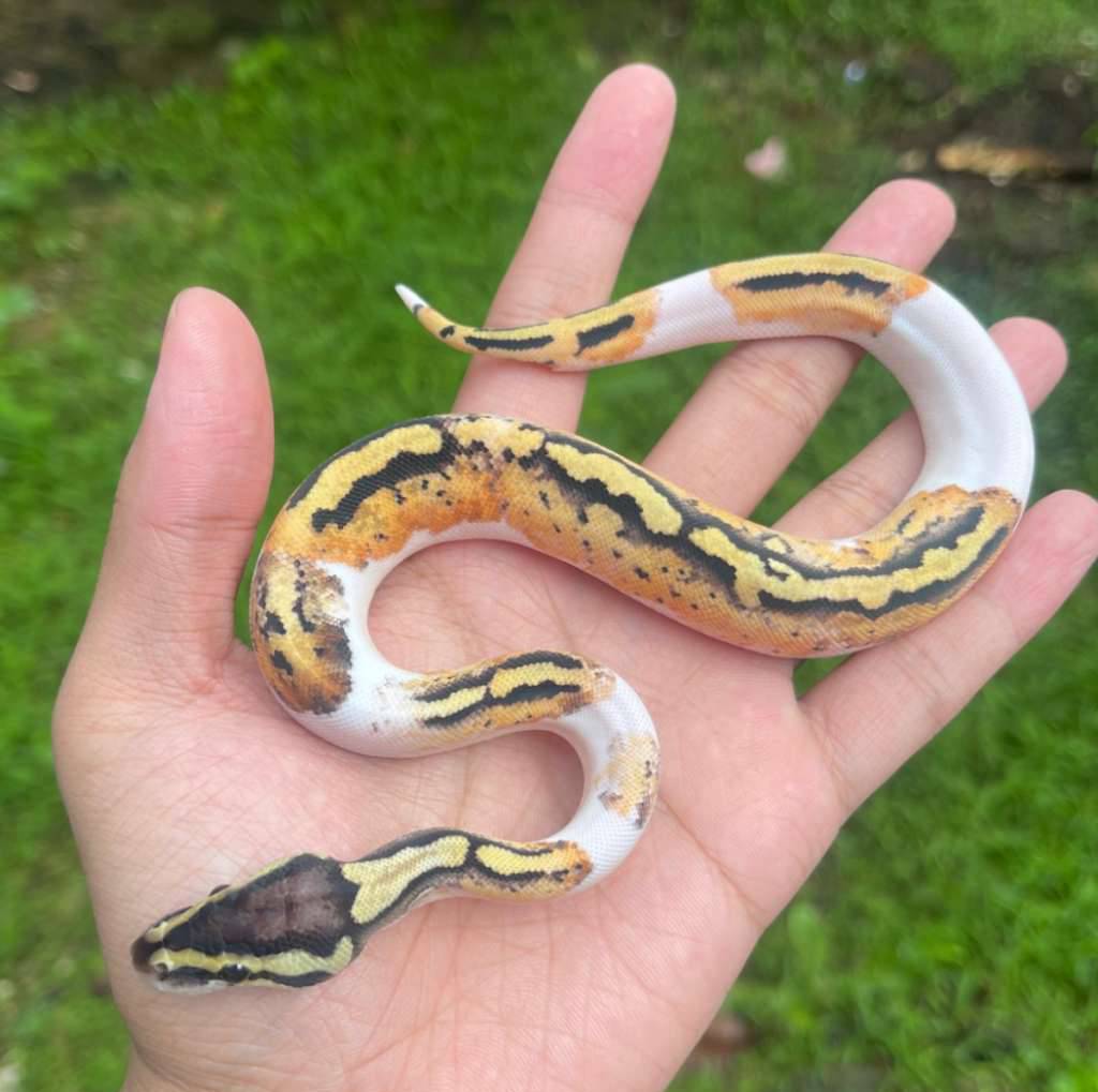 f-pastel-pied-GG12X4SZNR